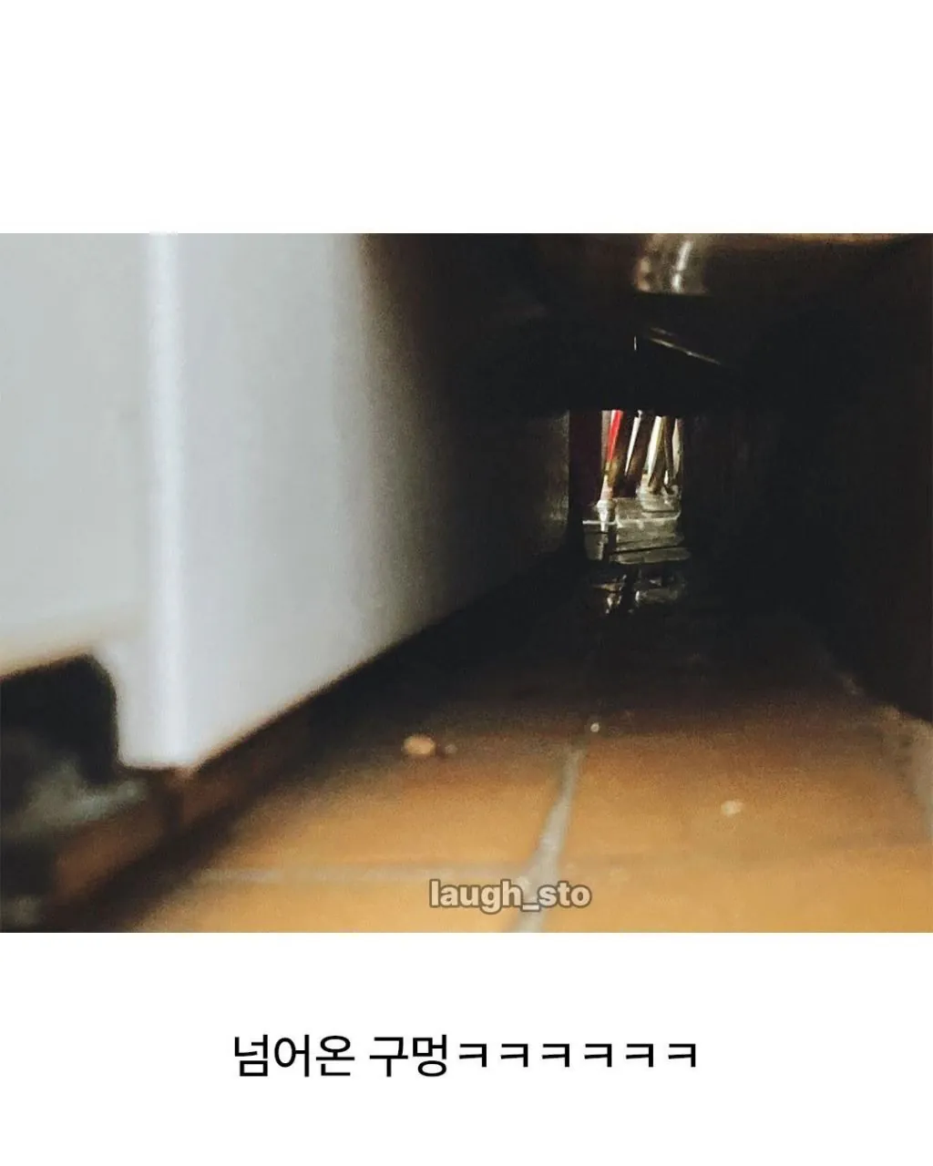 옆집 새끼강아지 베란다로 넘어옴