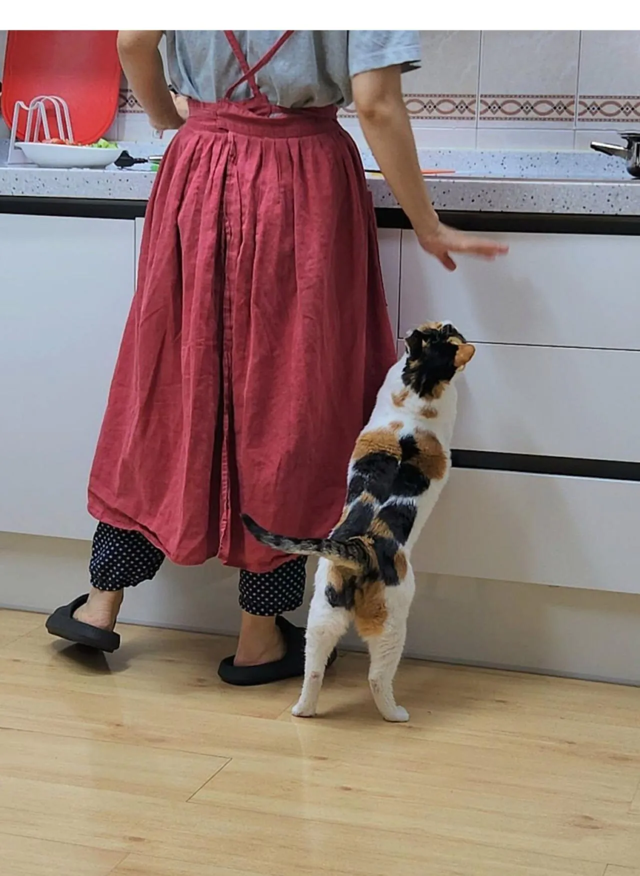 고양이 키우는 집에서 참치 김치찌개 만들면 생기는일