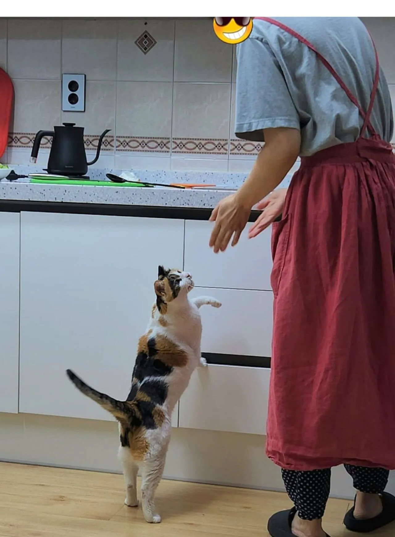 고양이 키우는 집에서 참치 김치찌개 만들면 생기는일