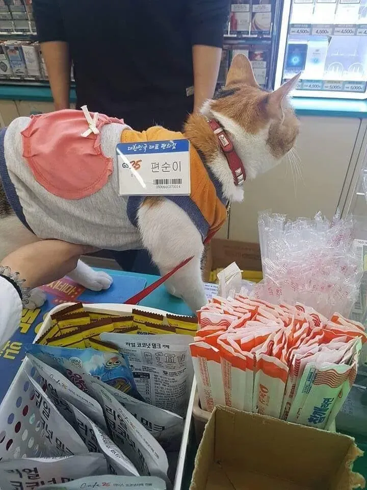 편의점에서 편순이 배 만졌다 ㄷㄷㄷ