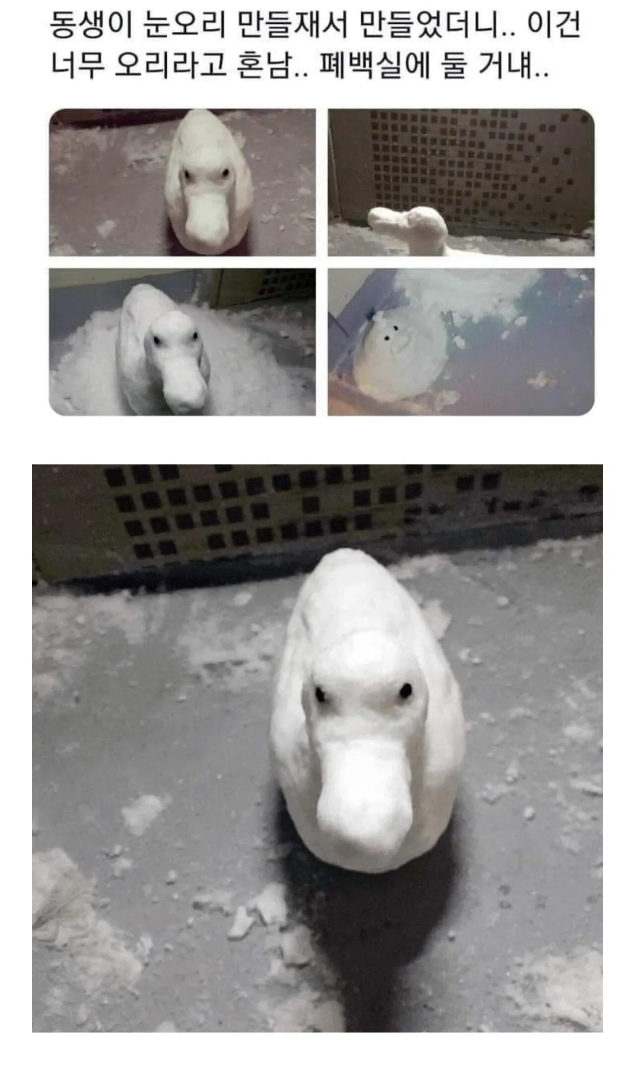 너무 오리같은 눈오리