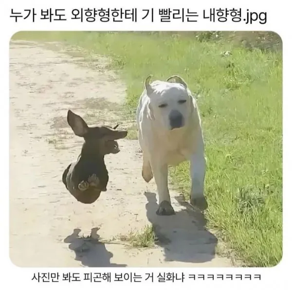 외향형에게 기빨리는 내향형