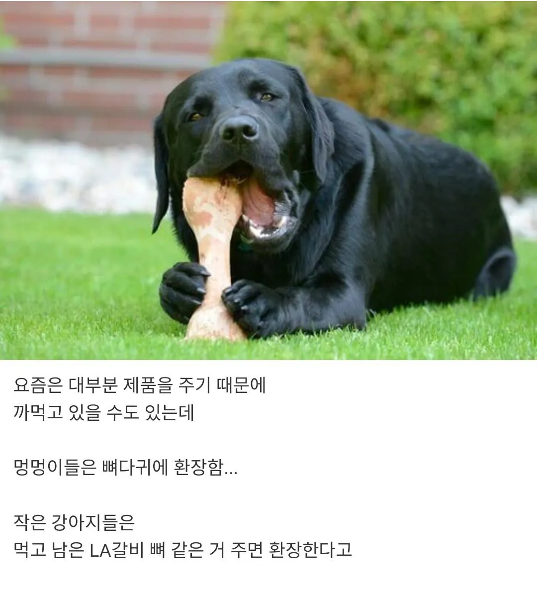 개 키워 본 사람들은 공감하는 것