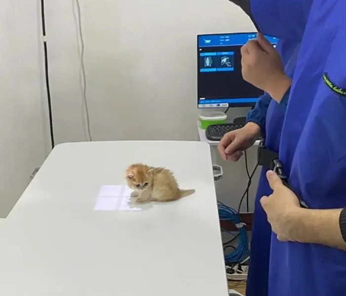아기동물들의 영상검진짤