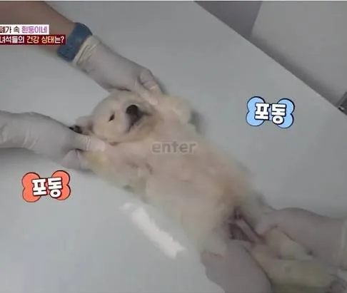 아기동물들의 영상검진짤