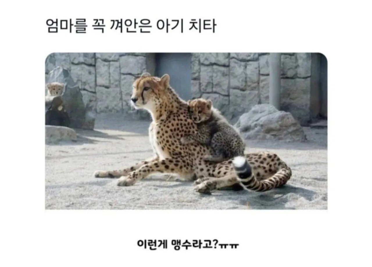 엄마를 꼭 껴안은 아기 치타
