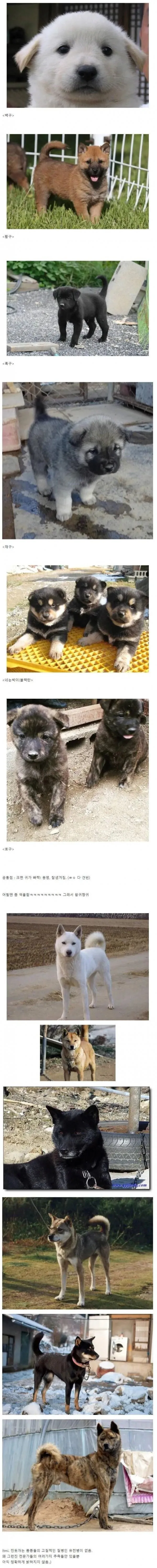 진돗개 품종별 새끼 모습