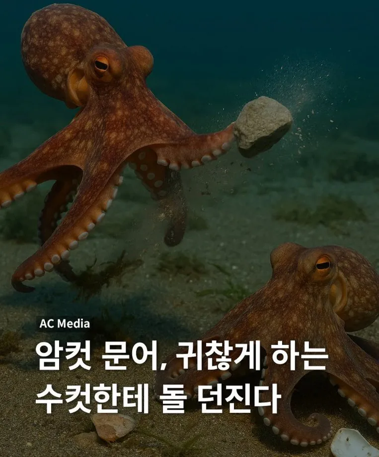싱글벙글 문어가 찝쩍대는 수컷을 대하는 법