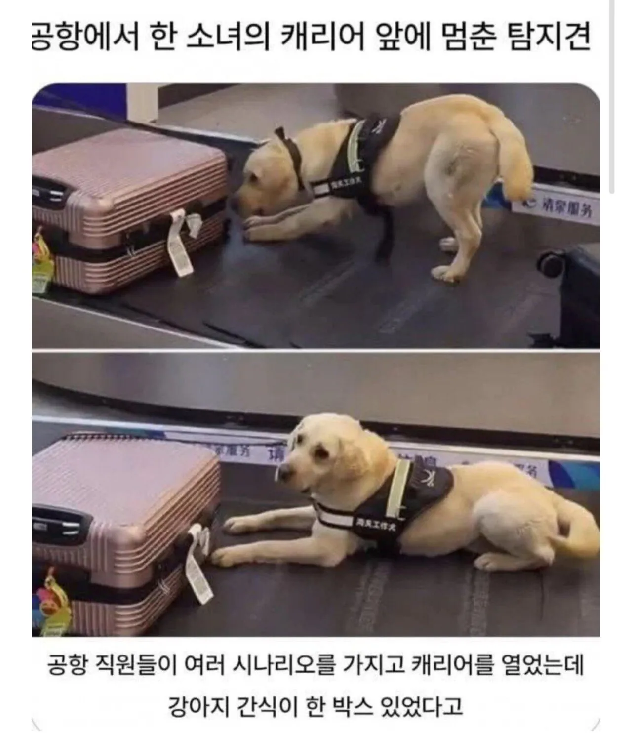 공항에서 한 소녀의 캐리어 앞에 멈춘 탐지견