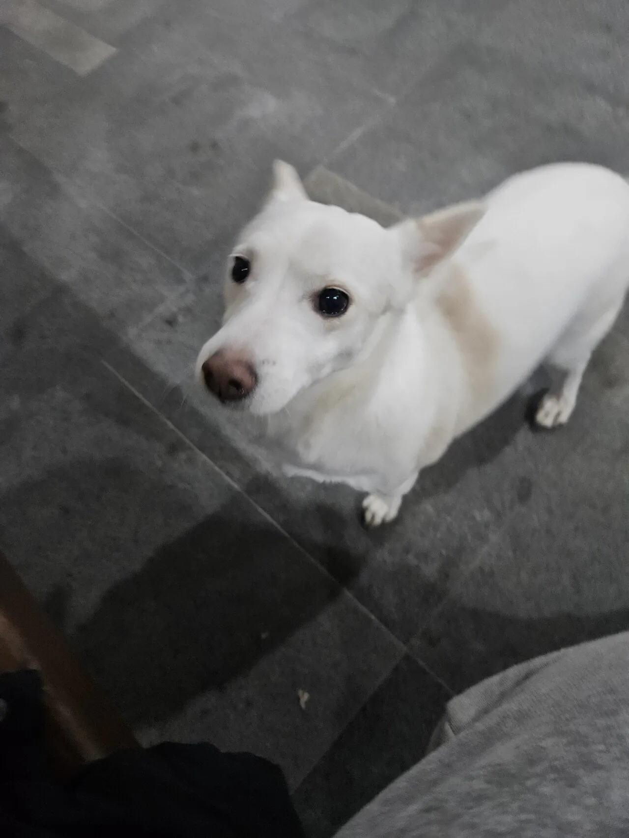 집 나온 강아지, 주인 찾아줬다