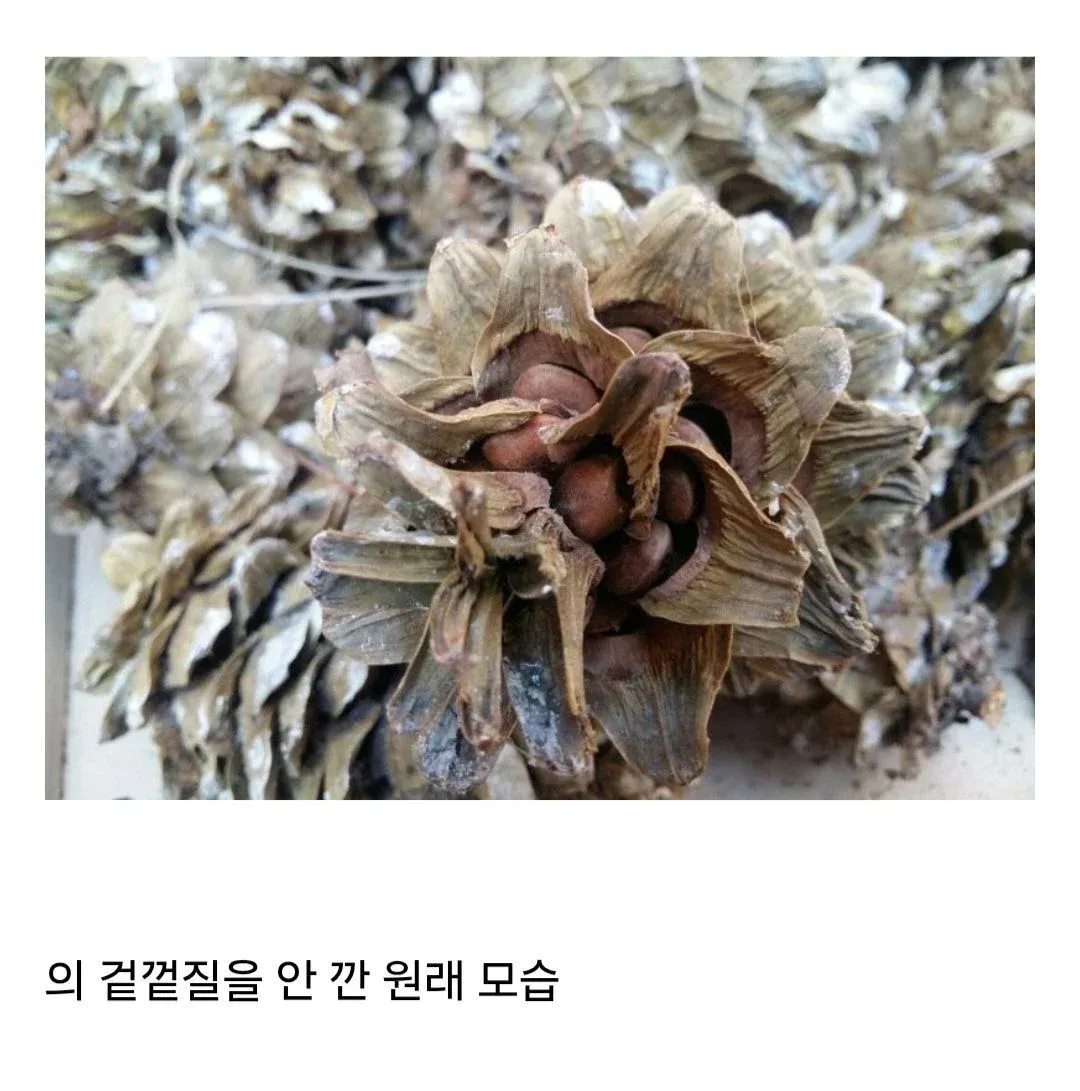 의외로 잘 모르는 잣 본래 모습