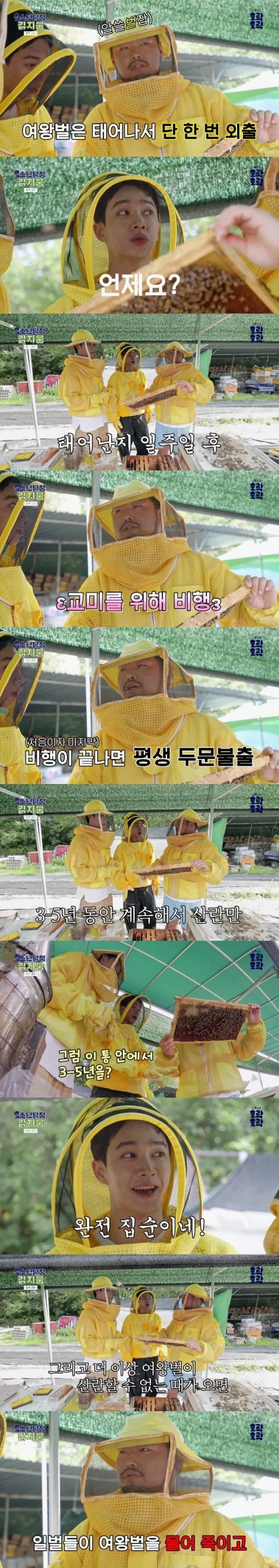 알고보면 슬픈 여왕벌의 삶