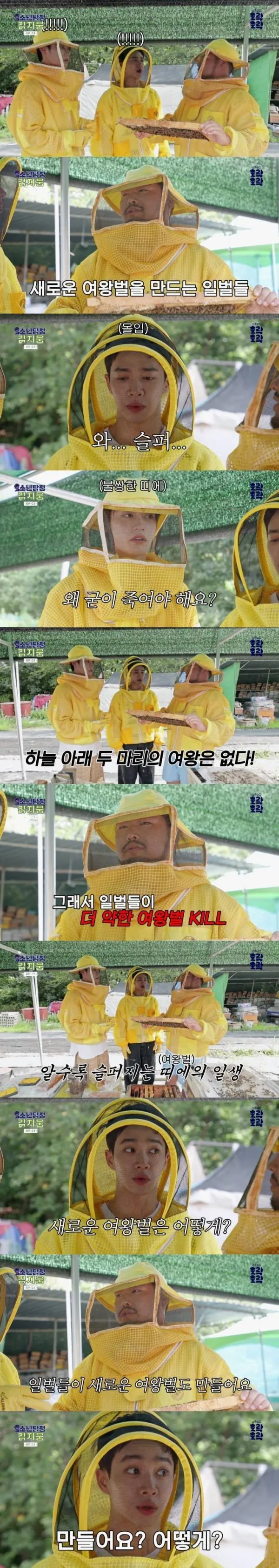 알고보면 슬픈 여왕벌의 삶