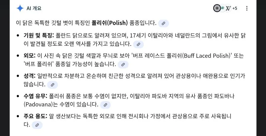 폴란드 닭