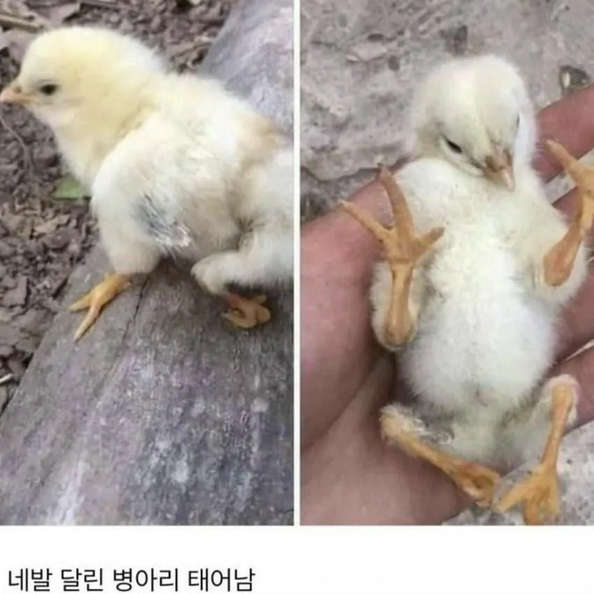 님들 다리가 네개인 병아리 본 적 있음?
