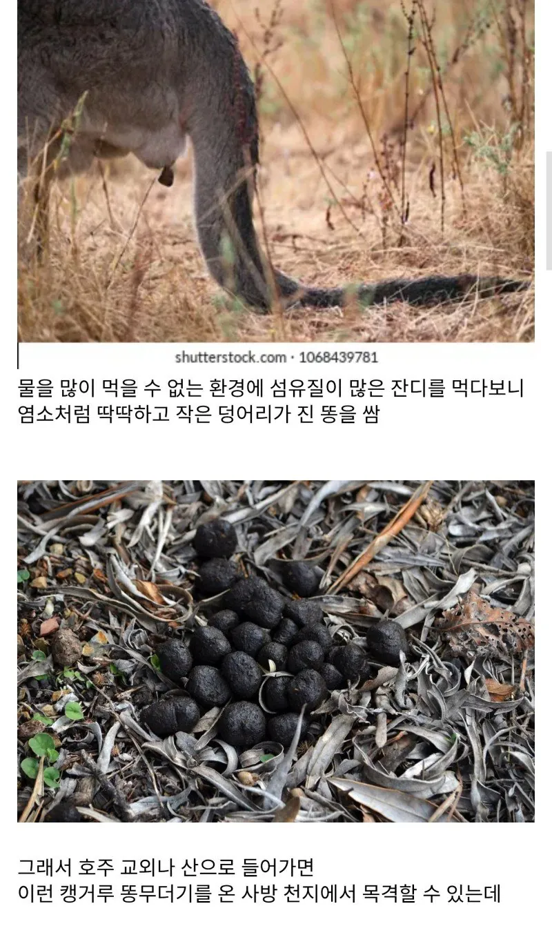 호주산 두바이 쫀득쿠키 [레벨:28]코쵸우시노부