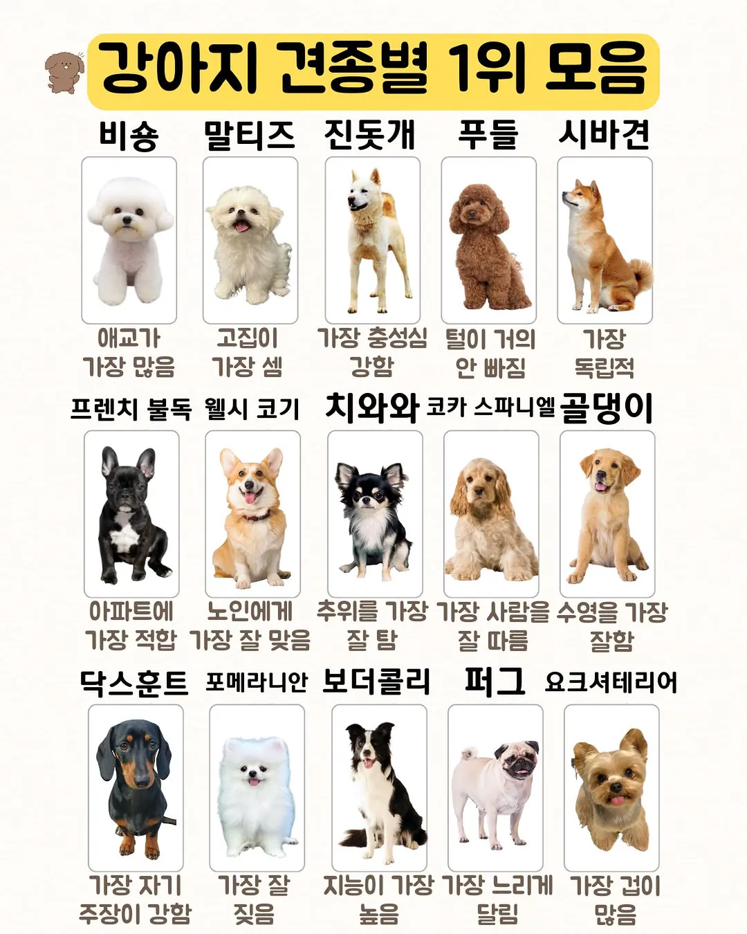 강아지 견종별 1위 모음