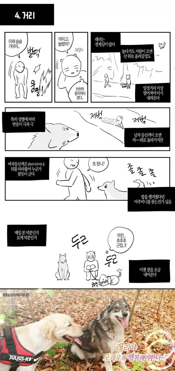 산책중에 만난 길 안내 해주던 유기견