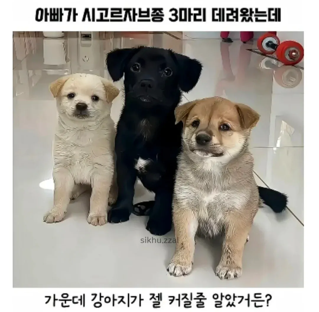 시고르자브종 3마리의 엇갈린 운명