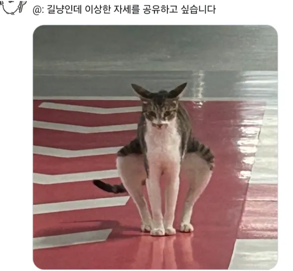 길냥인데 이상한 자세를 공유하고 싶습니다.