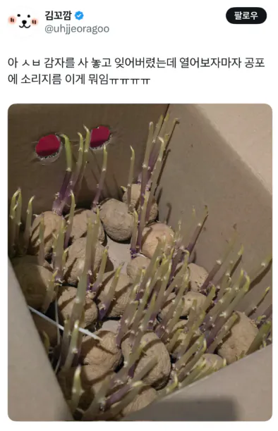 감자 사놓고 잊어버렸는데 열자마자 소리지름