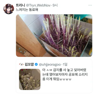 감자 사놓고 잊어버렸는데 열자마자 소리지름