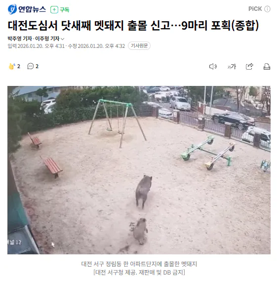 대전도심서 닷새째 멧돼지 출몰 신고