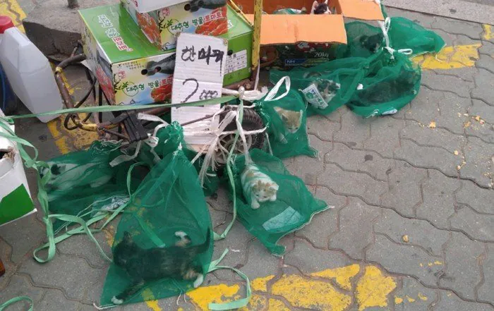 캣맘들 기겁하는 짤