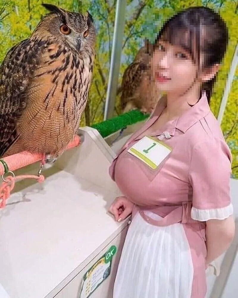부엉이 크기 체감 ㄷㄷ
