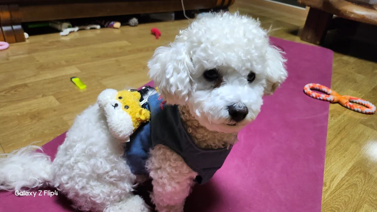 내친구 복돌이 처음 올립니다