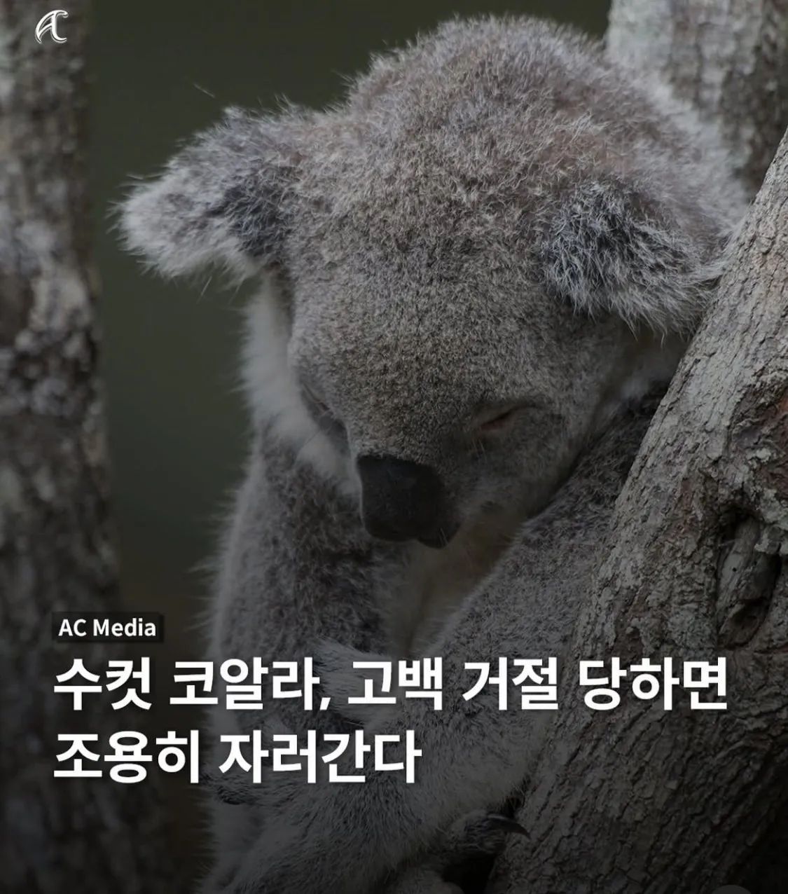 수컷 코알라가 고백 거절당하면 하는 행동