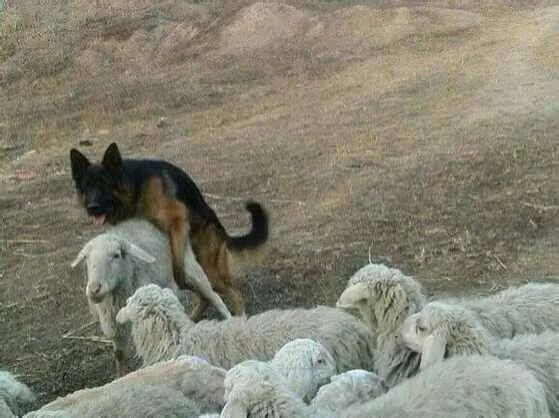 양보단 질