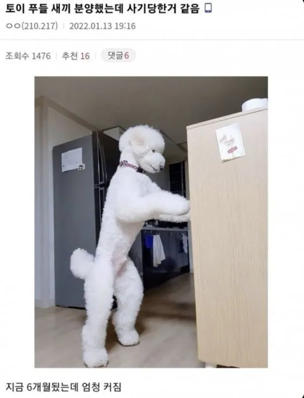 토이푸들 분양사기.jpg