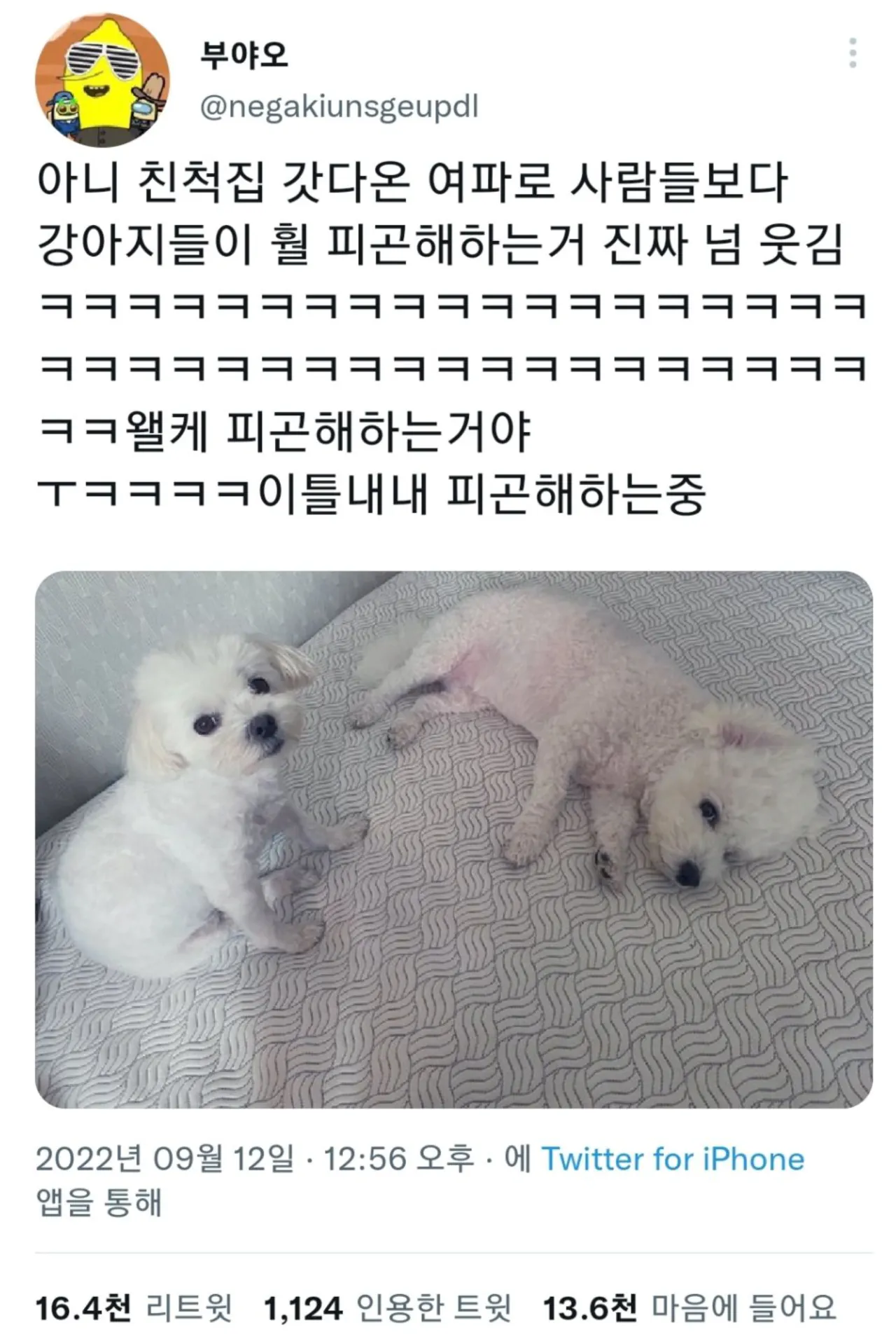 명절 증후군 걸린 강아지들 모음