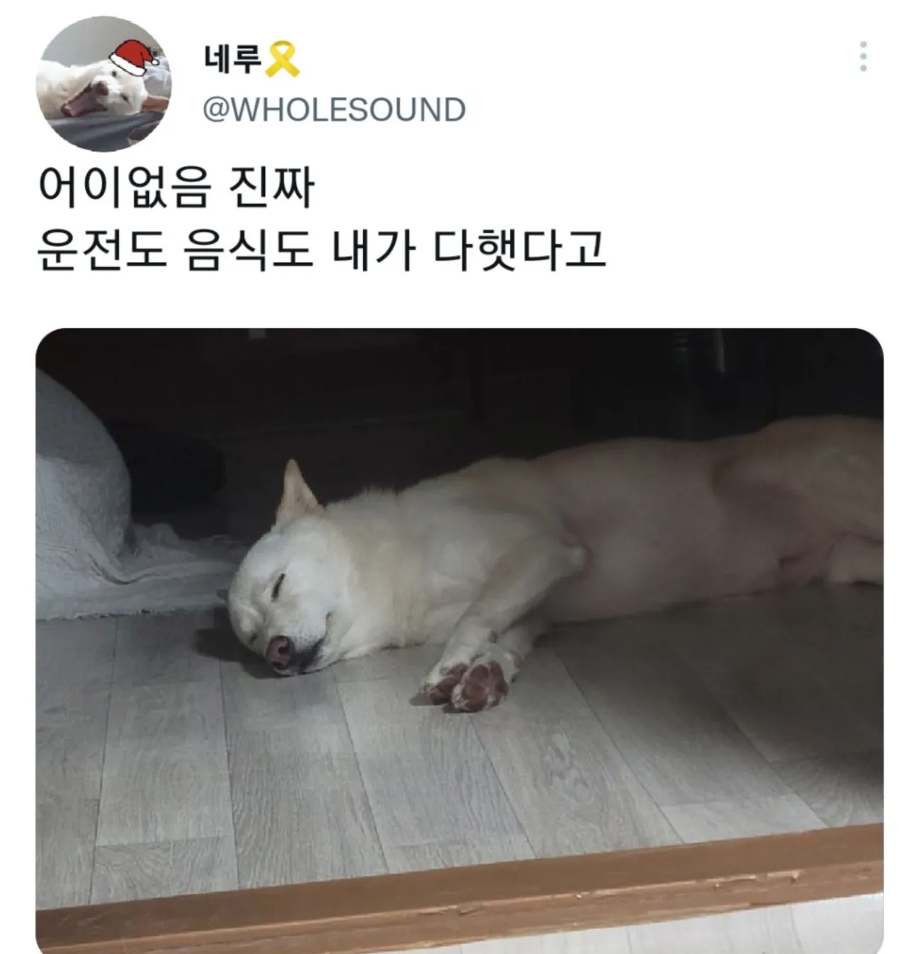 명절 증후군 걸린 강아지들 모음