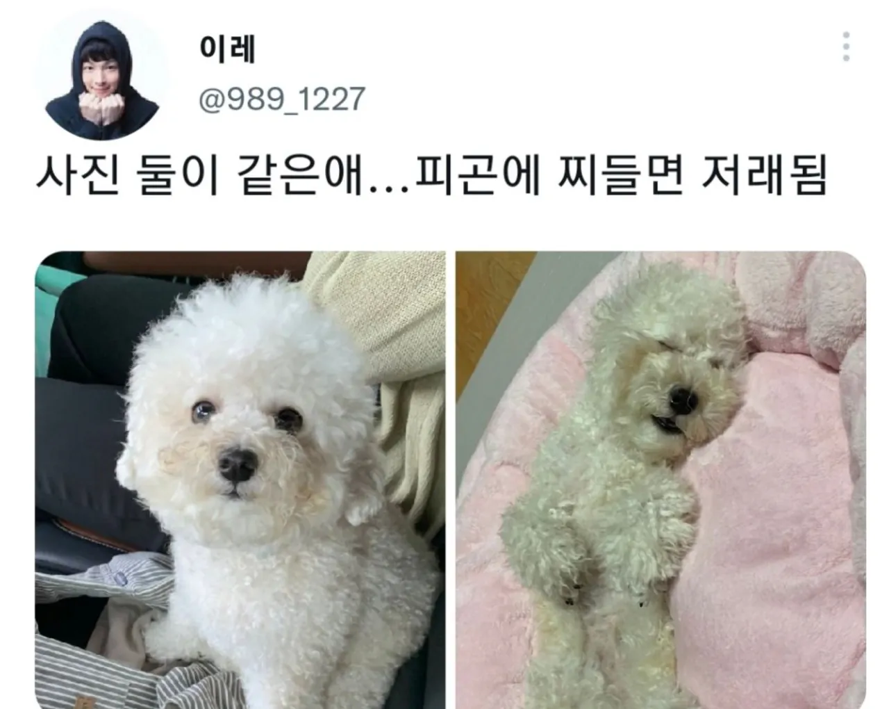 명절 증후군 걸린 강아지들 모음