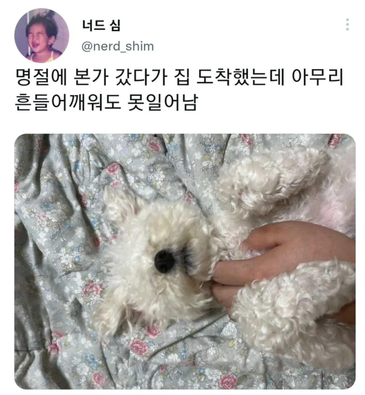 명절 증후군 걸린 강아지들 모음