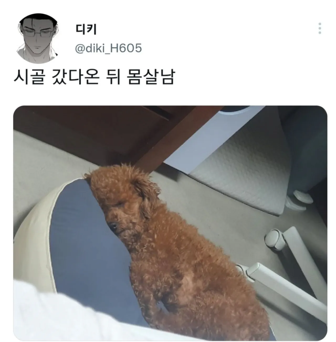 명절 증후군 걸린 강아지들 모음