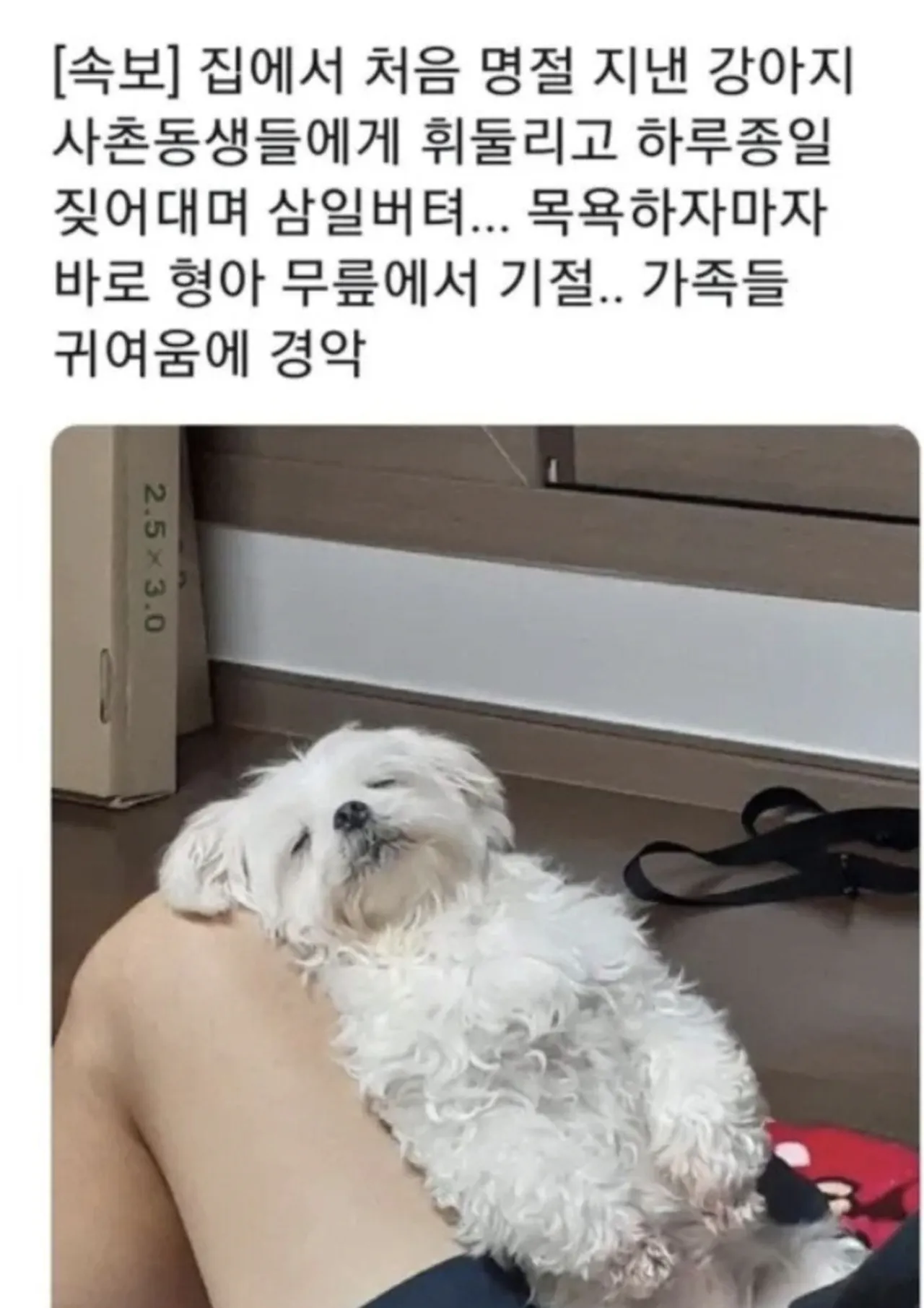 명절 증후군 걸린 강아지들 모음