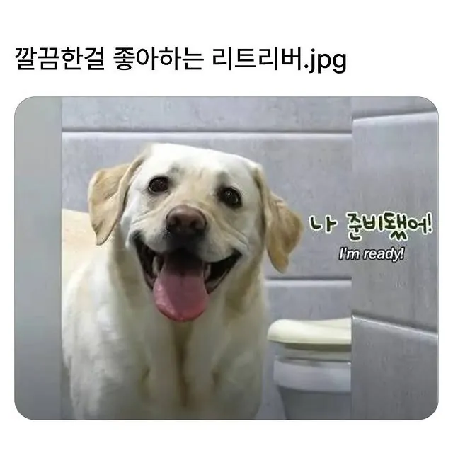 깔끔한 걸 좋아하는 리트리버