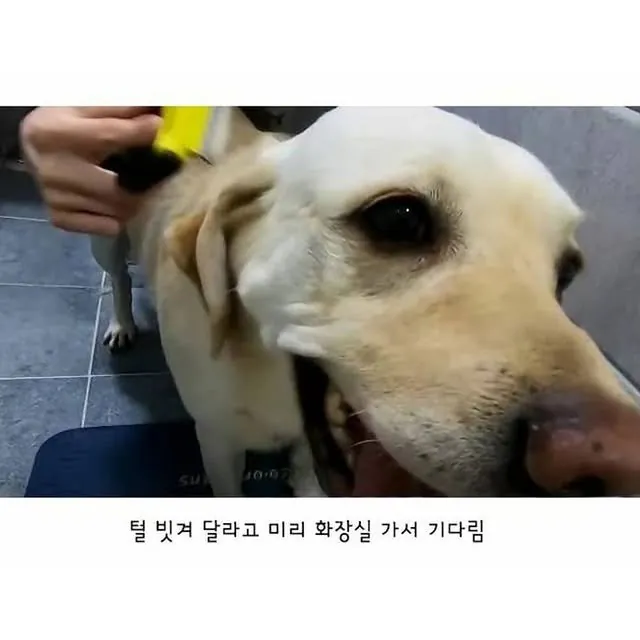 깔끔한 걸 좋아하는 리트리버