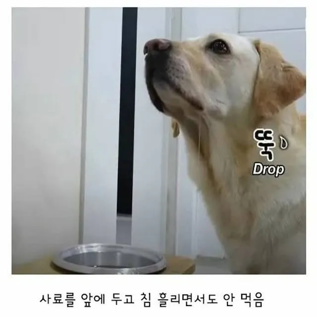 깔끔한 걸 좋아하는 리트리버