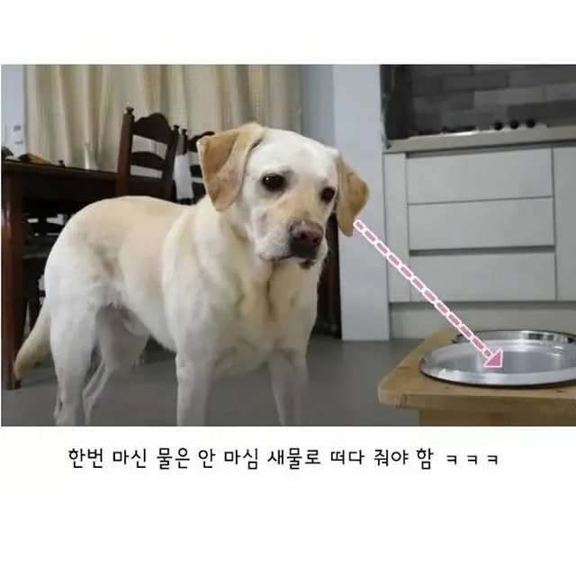 깔끔한 걸 좋아하는 리트리버