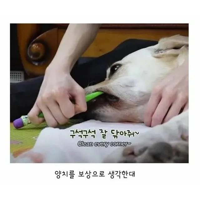 깔끔한 걸 좋아하는 리트리버