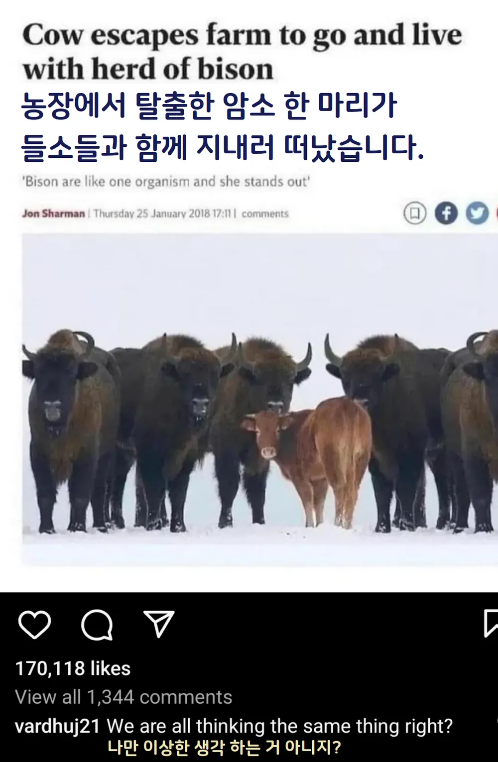 농장에서 탈출한 암소