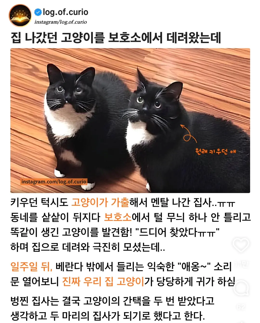 고양이 잘못 데려옴